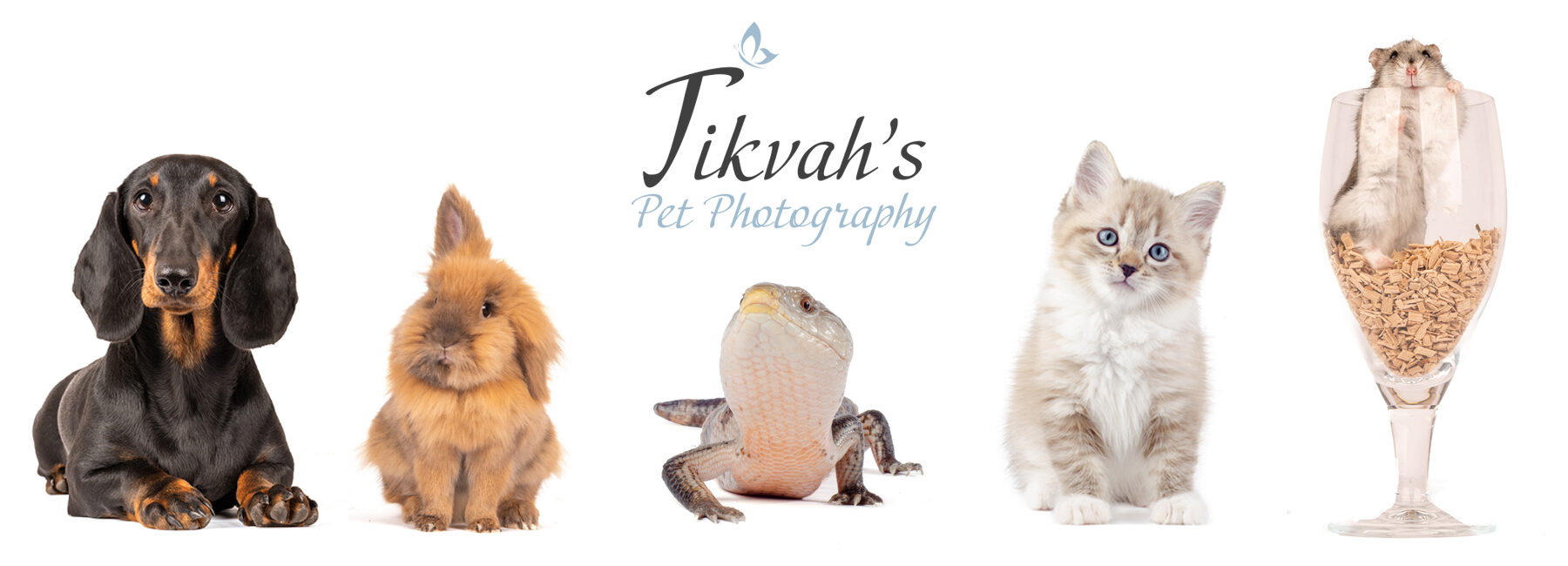 Tikvah's Pet Photography