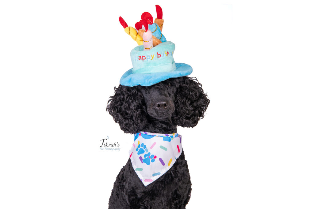 Tikvah's Pet Photography Happy Birthday Puppy Dierenfotografie