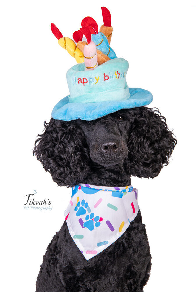 Tikvah's Pet Photography Happy Birthday Puppy Dierenfotografie