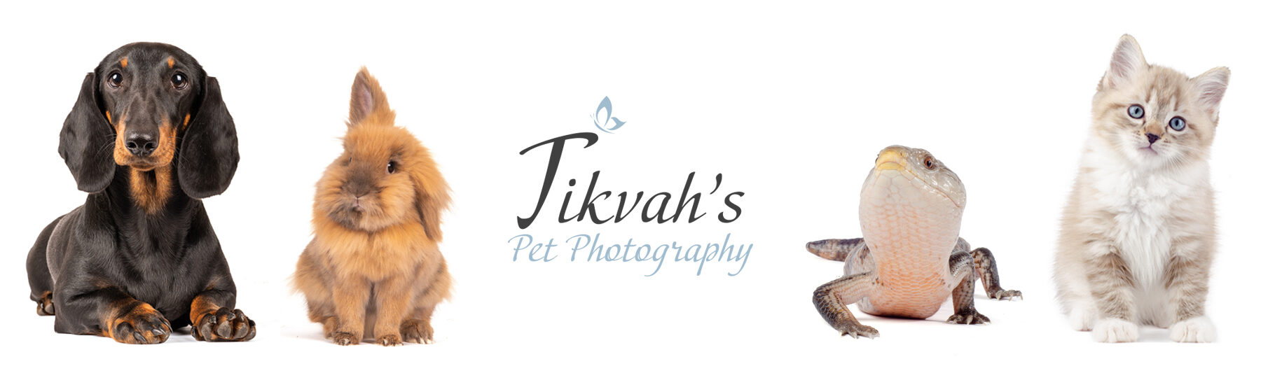 Tikvah's Pet Photography